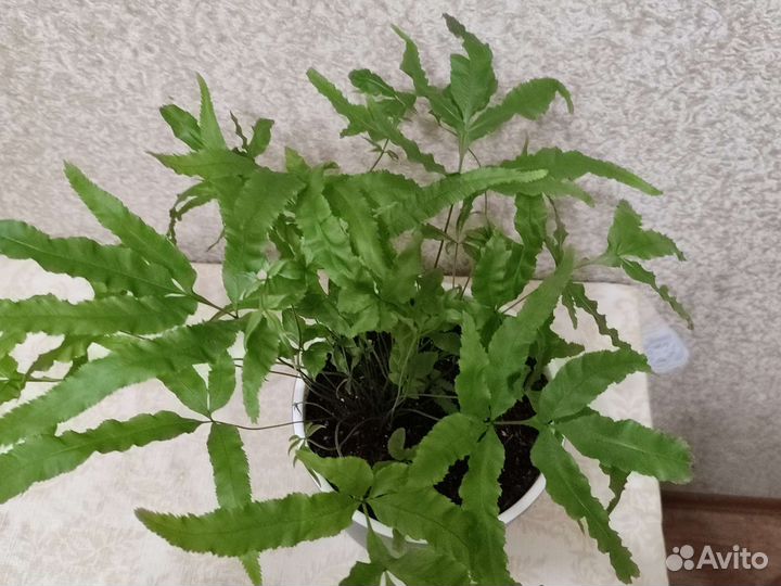 Птерис критский Майи