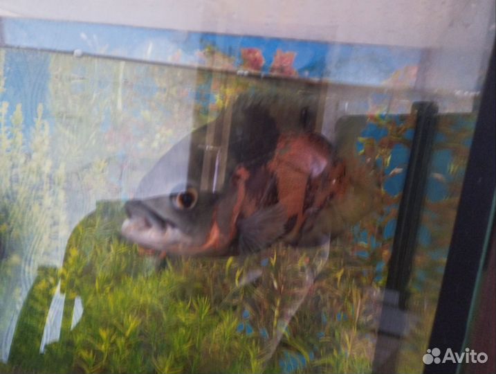 Аквариумные рыбки