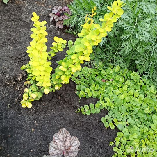 Вербейник монетчатый/Лизимахия