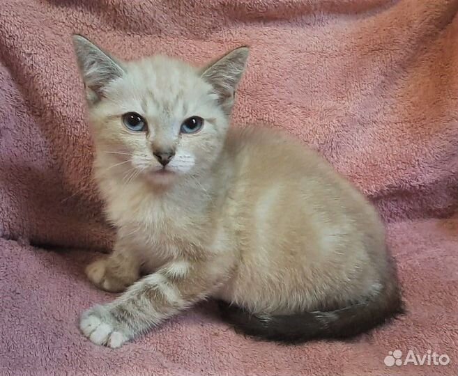 Разноцветные котята в ответственные руки