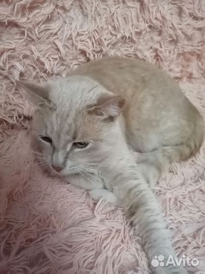 Кошки в добрые руки