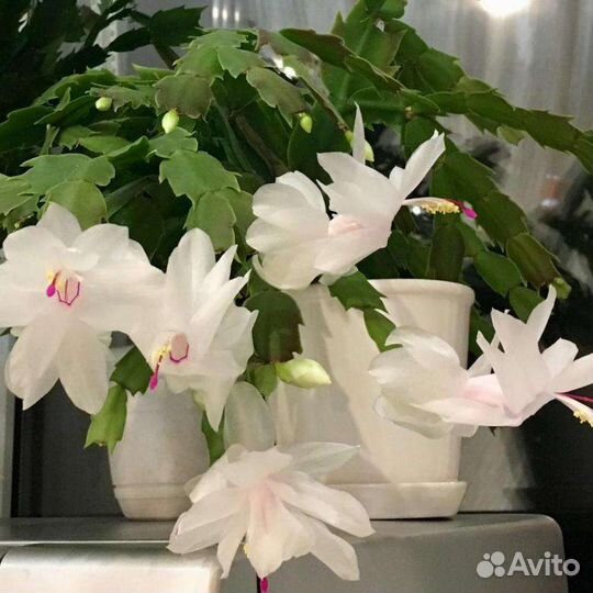 Цветок декабрист