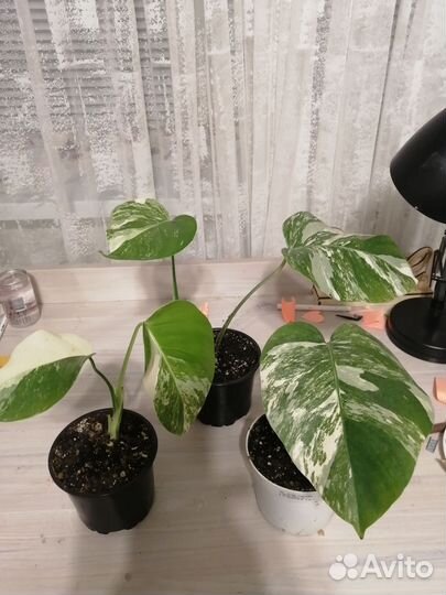 Монстера вариегатная Альба