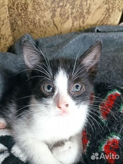 Котята в добрые руки бесплатно мальчик