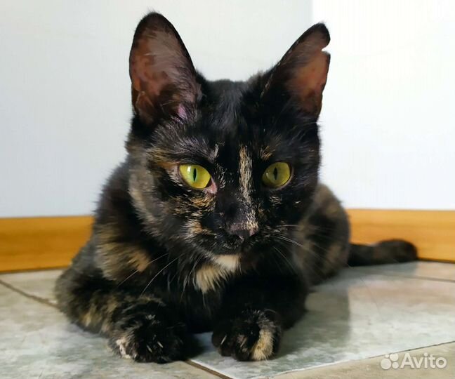 Кошка в дар бесплатно