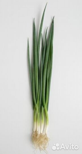 Семена Лука 