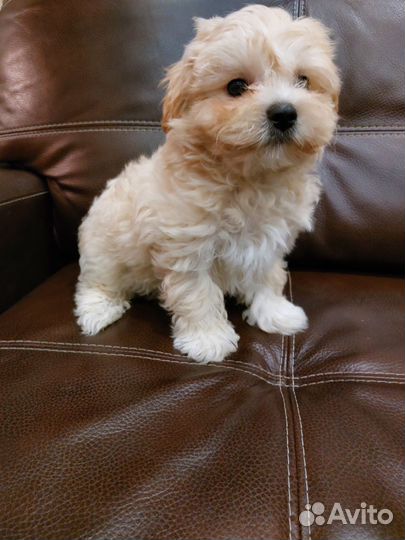 Мальтези.девочка