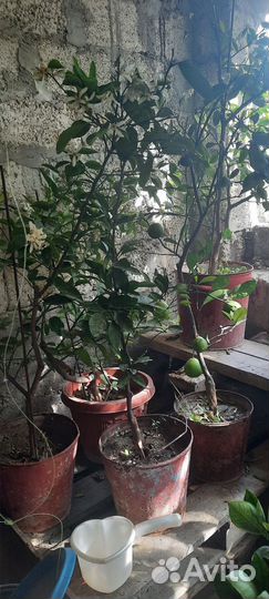 Лимонные деревья с плодами