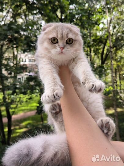 Шиншилла голубой на золоте мальчик