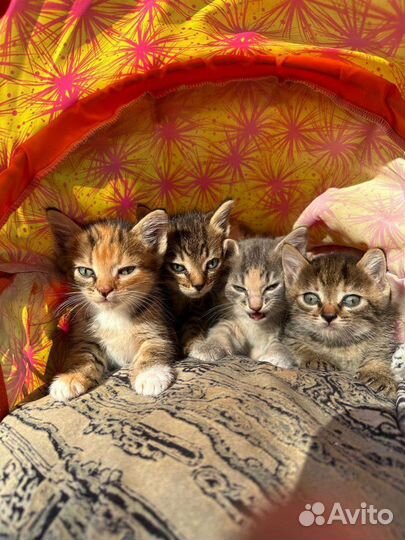 Котята в добрые руки бесплатно