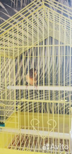 Кенара и канарейки