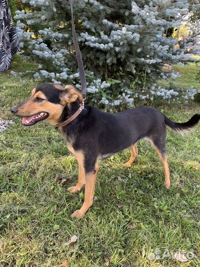 Собака в добрые руки