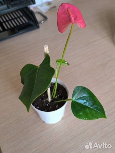 Антуриум розовый