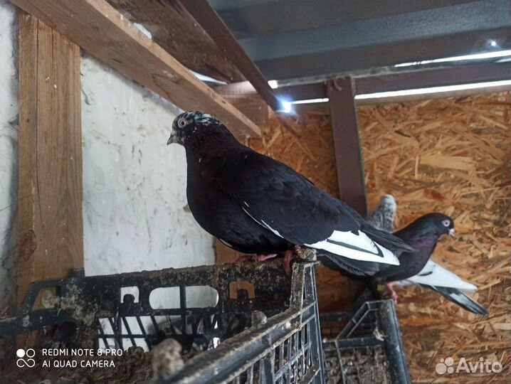 Продам голубей Свердловские