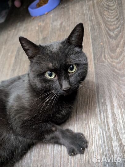Черный котик Ежевиктор в добрые руки