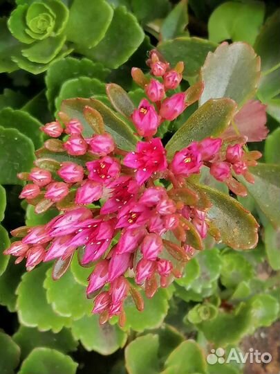 Почвопокровные растения