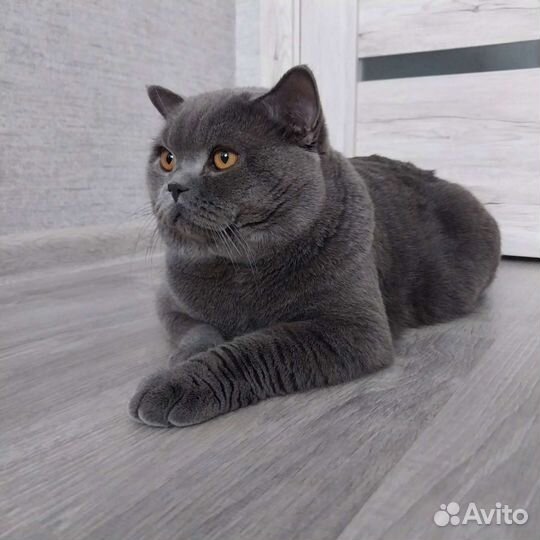 Британский кот для вязки