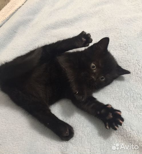 Котята