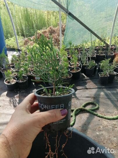 Туи, можжевельники