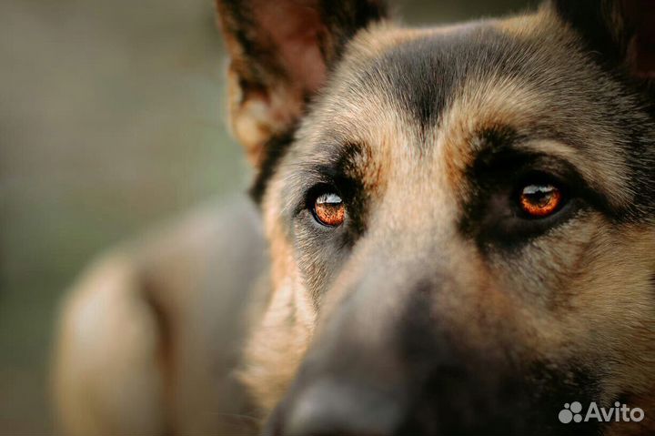 Немецкая овчарка в добрые руки