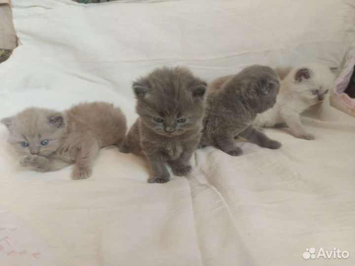 Британская кошка