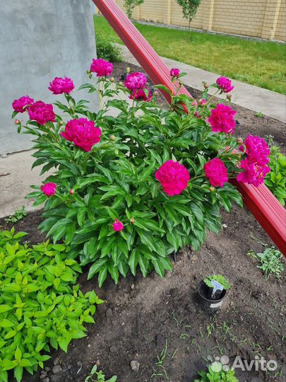 Цветок пиона,срезка