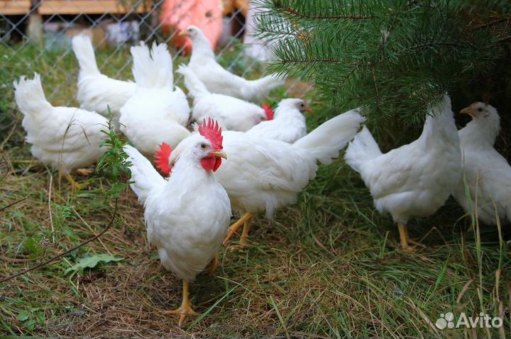 Петушки продам