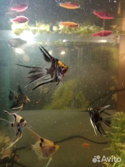 Аквариумные рыбки, аквариумы, оборудование