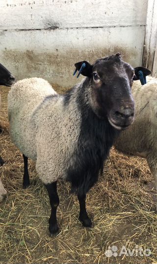 Бараны и ярки на племя