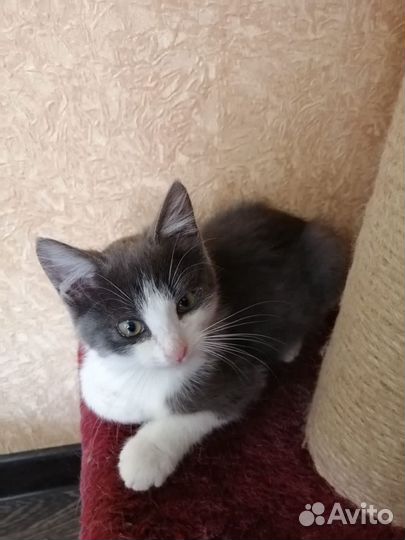 Симпатичный котик ищет дом