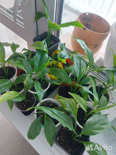 Спатифиллум