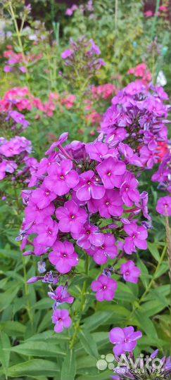 Флоксы коралловые и другие
