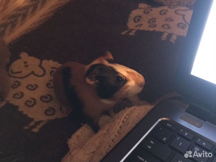 Передержка животных