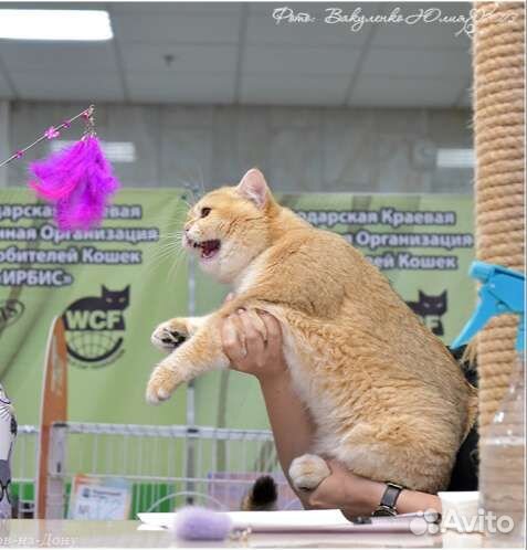 Британский золотой кот на вязку