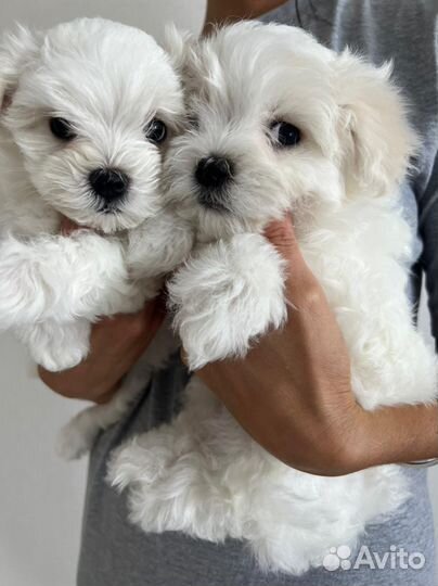 Щенок мальтезе