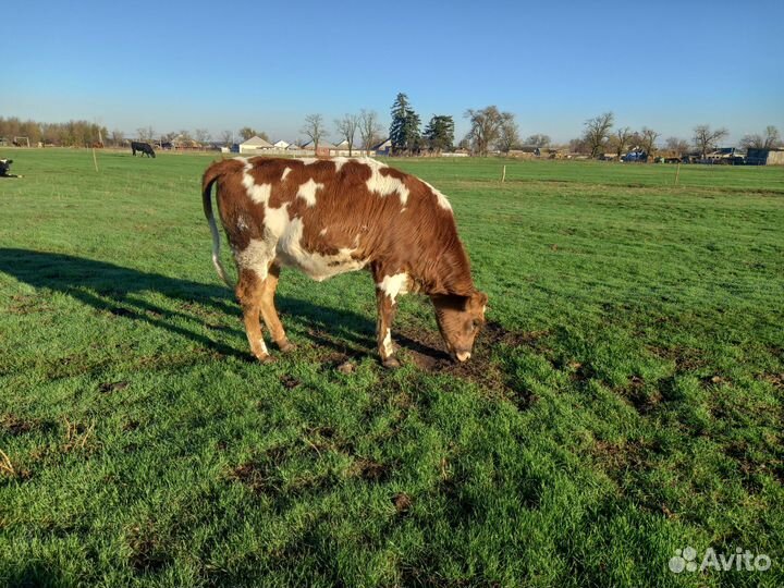 Быки и телки