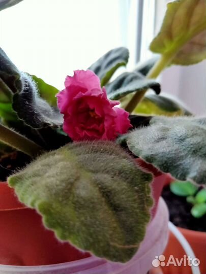 Фиалки цветущие в горшке