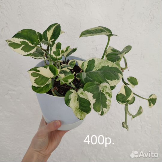 Эпипремнум Н Джой