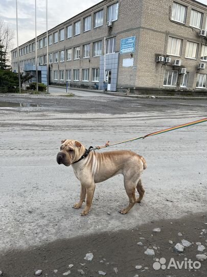 Найдена собака