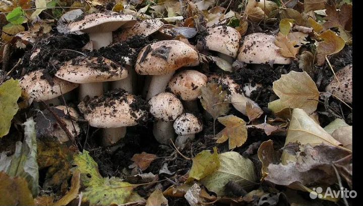 Грибы опята свежие