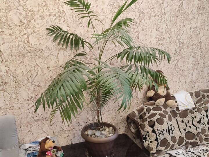 Пальма хамедорея 1,5м комнатные растения