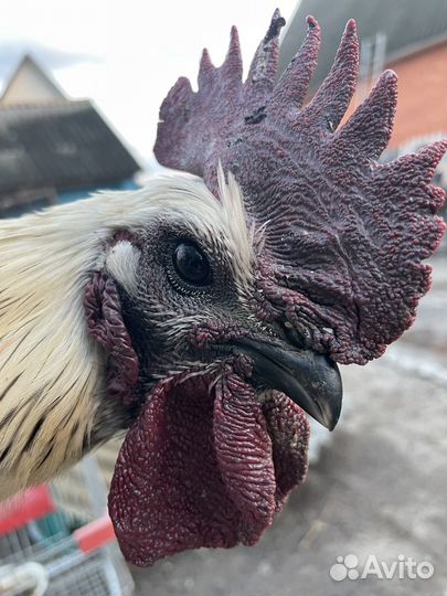 Петухи породистые