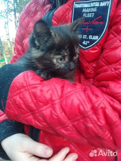 Кошечка черепахового окраса