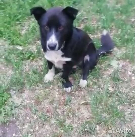 Маленькая собака в добрые руки