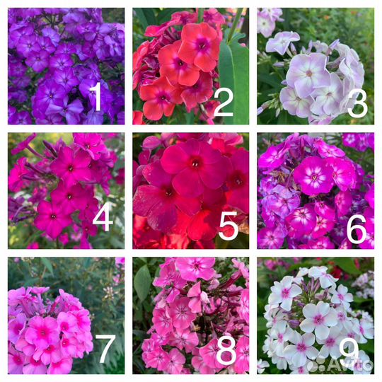 Флоксы и другая цветочная рассада