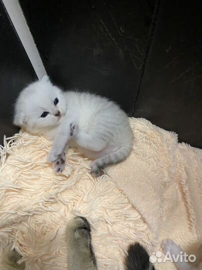 Продам вислоухих котят