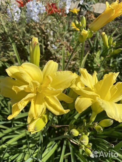 Лилейники сортовые