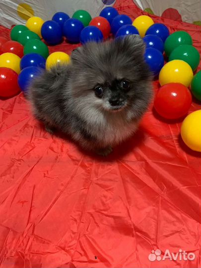 Ми ми мишка мерле шпиц
