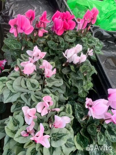 Хвойные и цветущие растения