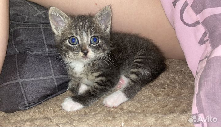 Котёнок в добрые руки